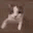kittykisses animated emote - star's space ʚ☆ɞ