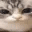 kittyboom animated GIF emoji - star's space ʚ☆ɞ