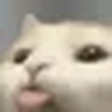 kittyblep custom emote from star's space ʚ☆ɞ