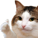 Cat_thumbsup Discord emoji