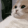 Cat_sigh Discord emoji