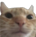 Cat_stare Discord emoji