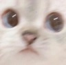 Cat_lookingatyou Discord emoji