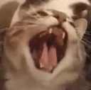 Cat_rage Discord emoji