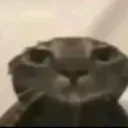 ohcat
