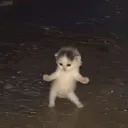 catdance