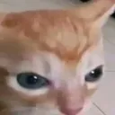 war_cat