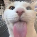 DA_Catmlem Discord emoji