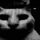 wtfcat Discord Emoji - The Bardens