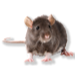 RAT Discord emoji