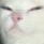 Smugcat Discord emoji