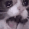 catcryscreech animated Discord emote - Chaos Cave