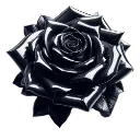 blackrose