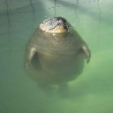 A round, gray seal floating vertically in green water with a peaceful expression.