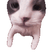 Cat Discord emoji