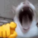 laugh