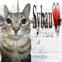 sybau