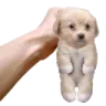 puppyhold