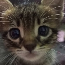 A close-up of a tabby kitten with large, wide eyes looking directly forward.