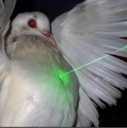 A white dove with a bright green laser dot pointed at its chest against a dark background.