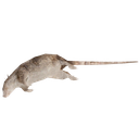 A scruffy brown and white rat leaping across a gray ledge.