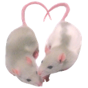 Two white and gray rats facing each other with their tails curved upward to create a heart shape.