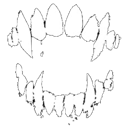 fang custom emote - 𝐿𝑜𝓈𝓉 4𝓇𝒸𝒽𝒾𝓋𝑒𝓈