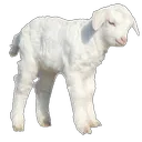 white_lamb custom emote - Stoner Sluts