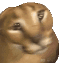 orange_floppa animated emote | Stoner Sluts