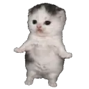 864704cat