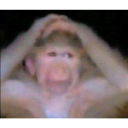 A monkey with its hands held over its head in a gesture of panic or disbelief.