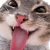 :O_CatTOngue: