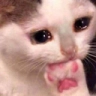 :catsadcateatpaw: