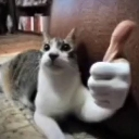 A cat lying down with a human-like hand extended giving a thumbs up gesture.