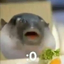 A pufferfish with a wide open mouth and a surprised expression while eating a piece of lettuce.