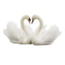 13_swans