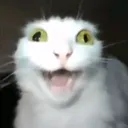 gato