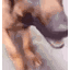 stinky animated GIF emoji | Puppy girls
