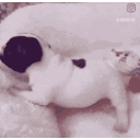 backshots animated emote from Puppy girls