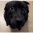 :dog1: