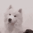 :Dog: