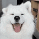 :Dog_Happy_Ears: