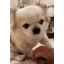 :dogAsk: