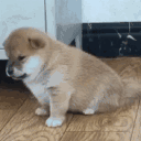 :Dog1:
