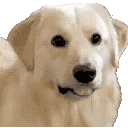:doggoAware: