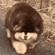 A fluffy puppy walking forward in a repeating sequence with a sepia filter.