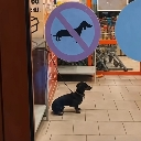 dawg Discord emoji