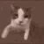 c_cattokiss