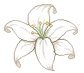 White flower with five petals and yellow stamens drawn in a simple line-art style.