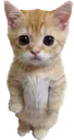 standingcat custom emote - 𓆩𓆪